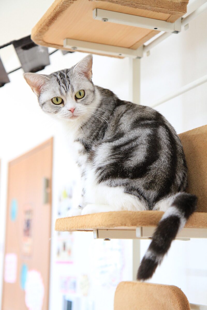 ビークラブ猫店 店内の猫