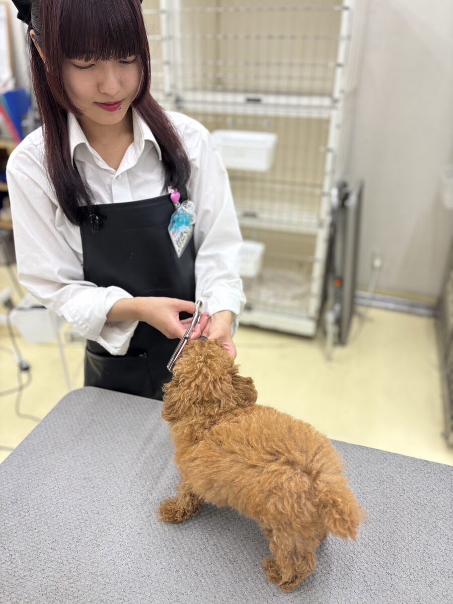 ペットアミ トリミングの様子