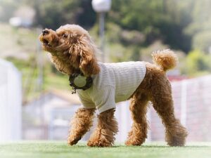 導入事例テスト