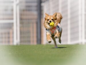 お知らせテスト3