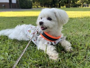 お知らせテスト